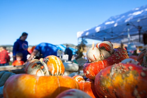 Colorful pumpkins in the foreground with people browsing a market under a clear blue sky in the background.