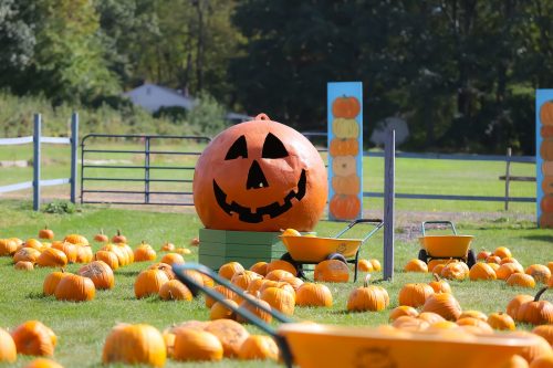 A large jack-o'-lantern stands among many pumpkins in a grassy field, with wheelbarrows nearby.