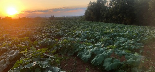 A sun setting over a lush green field of crops, with trees in the background and a colorful sky.