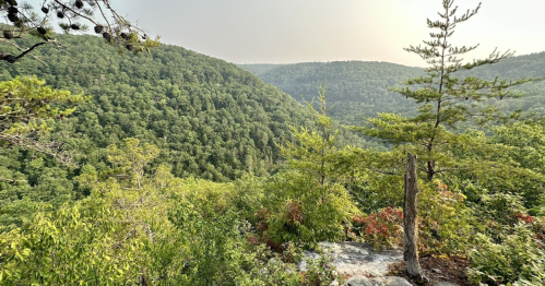 A panoramic view of lush green hills and trees under a hazy sky, showcasing a serene natural landscape.
