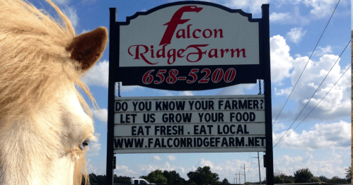 Sign for Falcon Ridge Farm with a horse in the foreground, promoting local food and community farming.