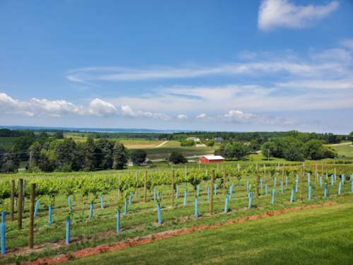 A scenic vineyard with rows of grapevines under a blue sky, featuring distant hills and a red barn in the background.