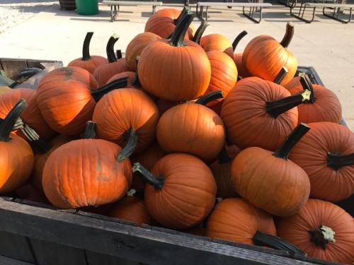 A wooden crate filled with numerous bright orange pumpkins stacked together.
