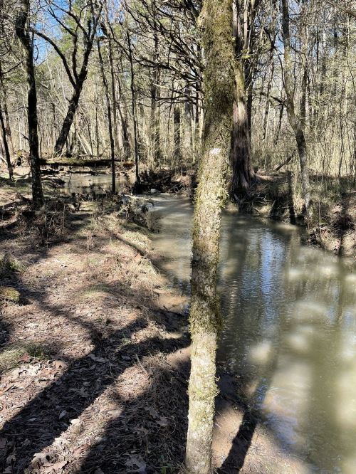 A serene forest scene featuring a winding creek surrounded by trees and dappled sunlight on the water's surface.