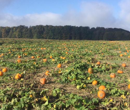 A pumpkin patch with numerous orange pumpkins scattered across a field, surrounded by green vines and trees in the background.