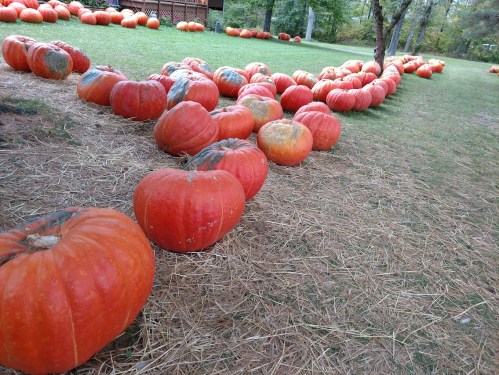 A row of large, orange pumpkins scattered on grass and straw, with trees in the background.