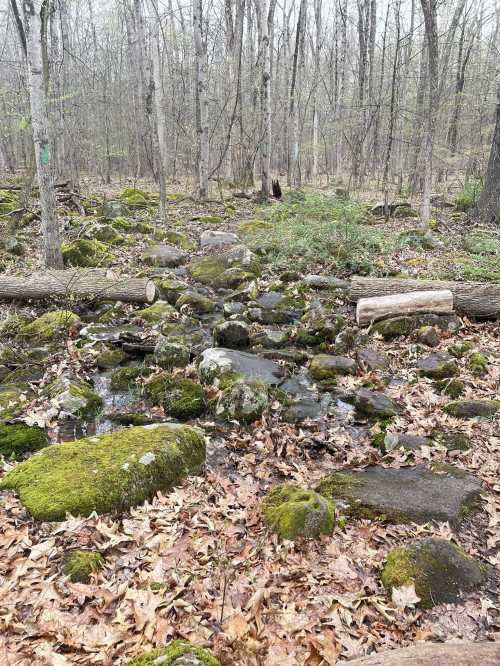 A serene forest scene with moss-covered rocks, a small stream, fallen logs, and scattered autumn leaves.