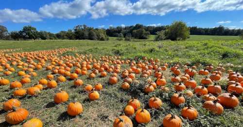 A sunny field filled with numerous orange pumpkins scattered across green grass under a blue sky with fluffy clouds.