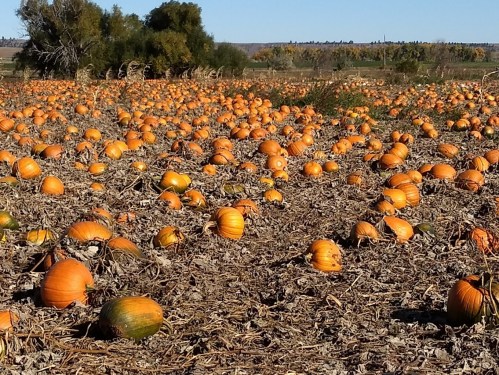 A vast pumpkin field filled with numerous orange pumpkins scattered across dry, brown soil.