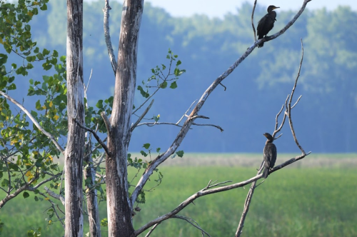 Two birds perched on bare branches of a tree, with a green field and soft blue background.
