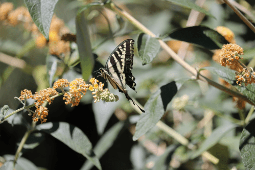 A black and yellow butterfly perched on orange flowers among green leaves.