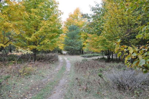 A winding dirt path through a forest with vibrant autumn foliage and greenery on either side.