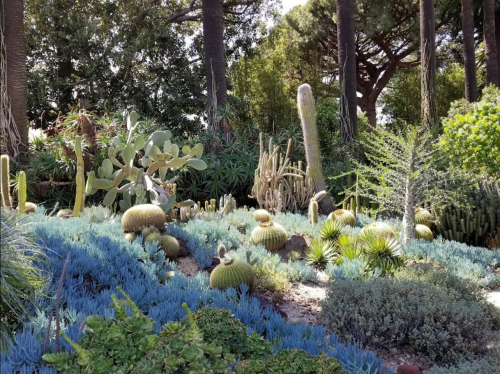 A vibrant garden featuring various cacti and succulents surrounded by tall trees and lush greenery.
