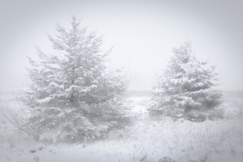 Two snow-covered evergreen trees in a foggy, wintry landscape. Soft, white snowflakes fall gently around them.