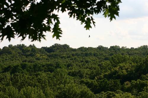 A lush green landscape with trees under a cloudy sky, featuring a distant bird in flight.