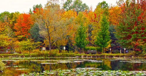 A serene pond surrounded by vibrant autumn foliage in shades of red, orange, and green.