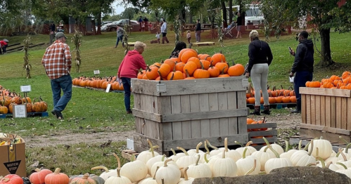 People selecting pumpkins at a farm, with a wooden crate filled with orange pumpkins in the foreground.