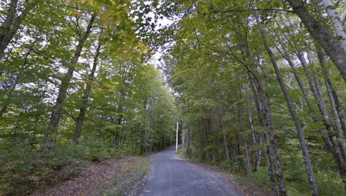 A winding gravel road surrounded by lush green trees and foliage on both sides.
