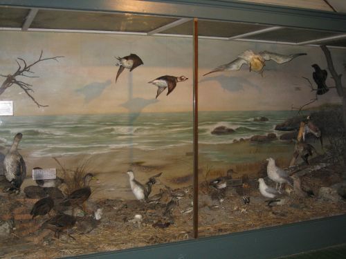 A diorama featuring various birds in a coastal scene with a beach and ocean backdrop.