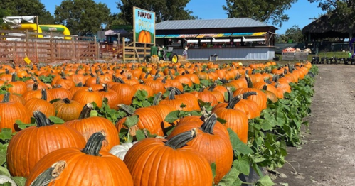 A field of bright orange pumpkins with a farm stand in the background on a sunny day.