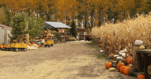 A rustic farm scene with pumpkins of various colors, corn stalks, and a gravel path lined with autumn foliage.