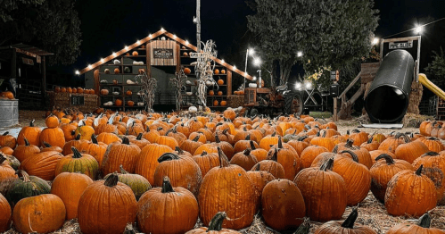 A pumpkin patch at night, filled with numerous pumpkins and a rustic barn in the background, illuminated by string lights.