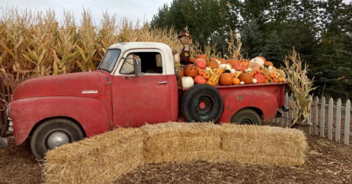 A vintage red truck filled with colorful pumpkins, surrounded by corn stalks and hay bales.