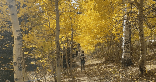 A person walks along a path surrounded by vibrant yellow autumn trees.