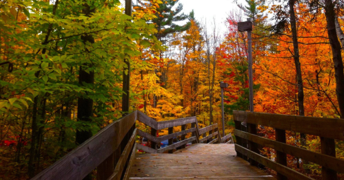 A wooden walkway surrounded by vibrant autumn foliage in shades of orange, yellow, and green.