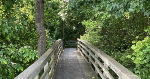 A wooden bridge surrounded by lush green trees and foliage, leading into a serene natural pathway.