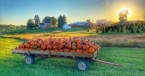 A wooden cart filled with pumpkins sits in a field at sunset, with farms and trees in the background.