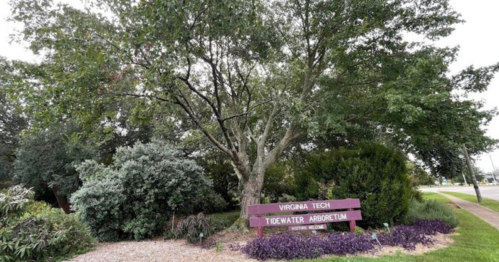 Sign for Virginia Tech Tidewater Arboretum with lush greenery and trees in the background.
