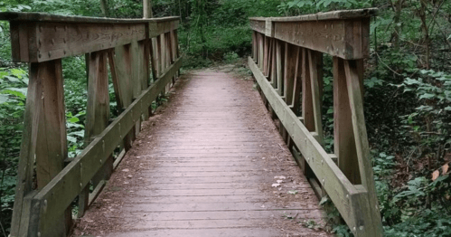 A wooden bridge spans a path through a lush green forest, surrounded by trees and foliage.