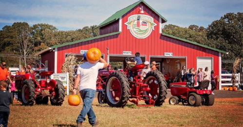 A vibrant pumpkin patch with red tractors, a barn, and families enjoying a sunny autumn day.