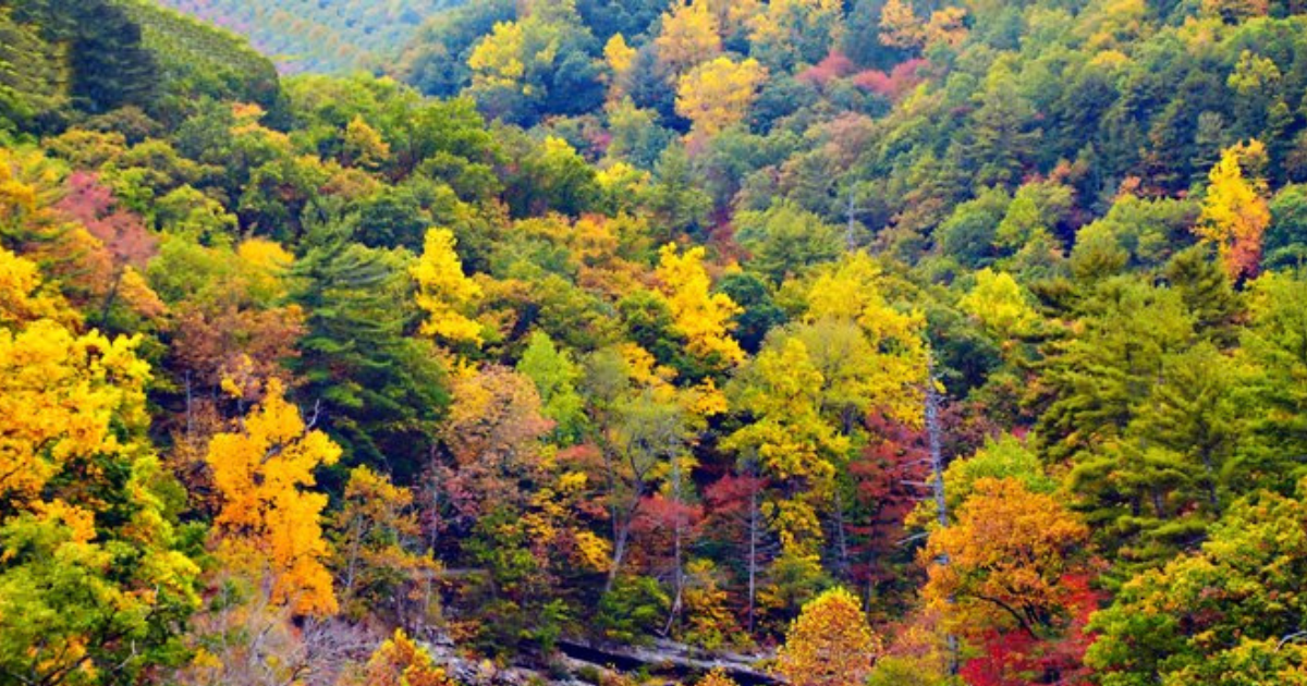 Take This Picturesque Fall Foliage Train Ride In Virginia