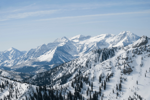 Snow-covered mountains under a clear blue sky, with evergreen trees scattered across the slopes.