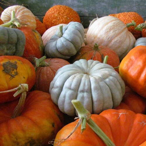 A variety of pumpkins in different colors and sizes, including orange, white, and blue, arranged together.