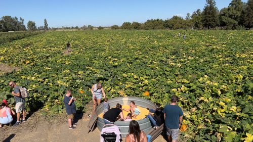 A pumpkin patch with visitors exploring, some sitting in a metal tub, surrounded by lush green vines and pumpkins.