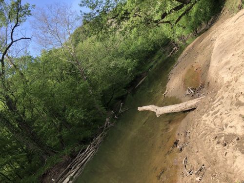 A serene riverbank scene with lush green trees and a sandy shore, reflecting calm water under a clear blue sky.