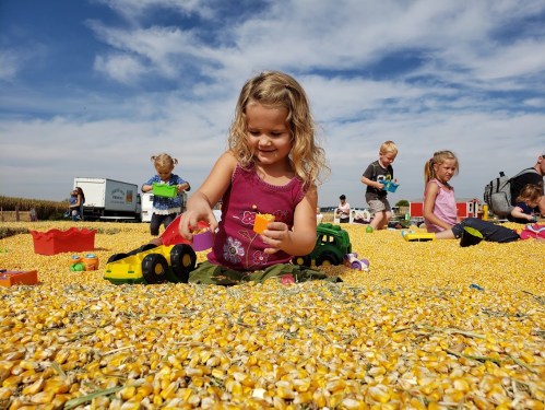 A young girl plays with toy cars on a corn-filled ground, surrounded by other children enjoying the outdoor activity.