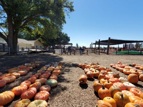 A pumpkin patch with rows of pumpkins on the ground, under a clear blue sky and trees in the background.