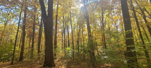 Sunlight filters through tall trees in a vibrant autumn forest, with golden leaves creating a warm, inviting atmosphere.