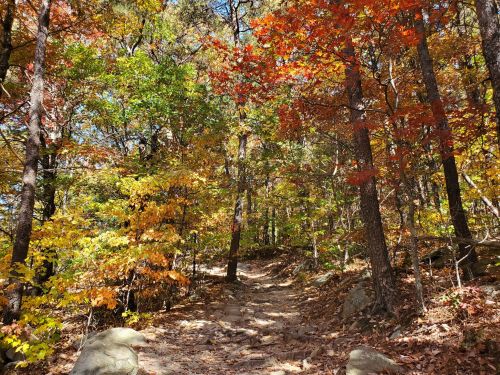 A winding trail through a vibrant forest with colorful autumn leaves in shades of red, orange, and yellow.