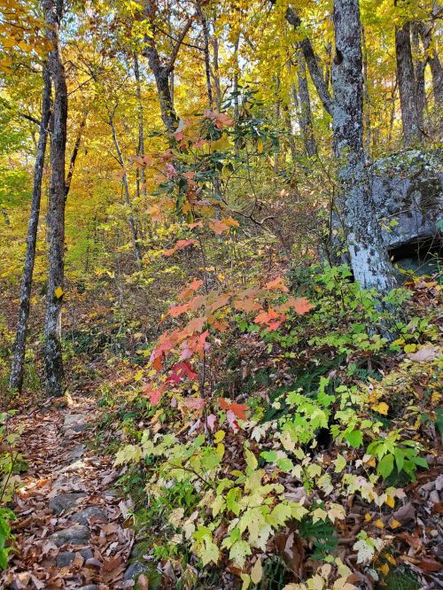 A vibrant forest scene with colorful autumn leaves and a winding path through trees.