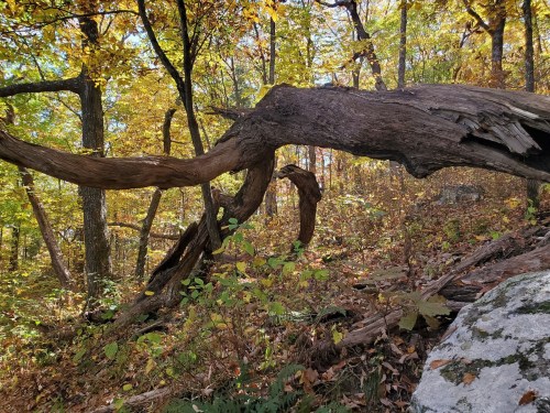 A twisted, weathered tree branch arches over a forest floor covered in autumn leaves and rocks.