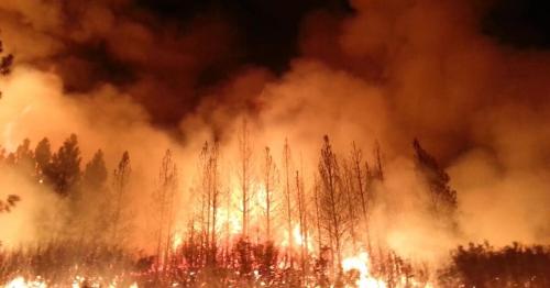A forest engulfed in flames, with thick smoke billowing into the night sky.