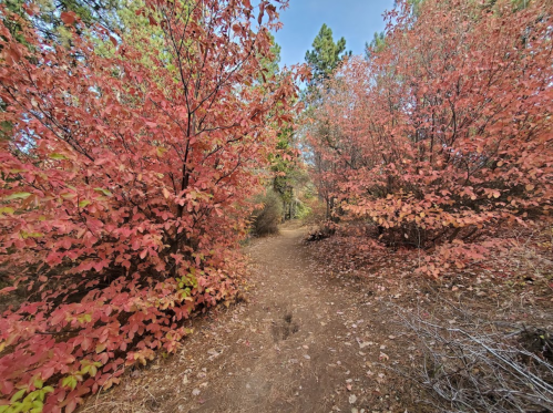 A winding dirt path surrounded by vibrant red and orange foliage in a serene forest setting.
