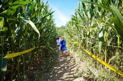 Children walking through a corn maze, surrounded by tall green corn stalks and a clear blue sky.