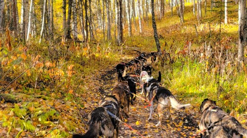 A team of sled dogs walks along a forest trail surrounded by autumn foliage and trees.