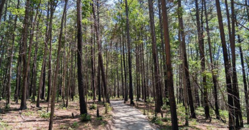 A winding path through a dense forest of tall trees and lush greenery under a clear blue sky.